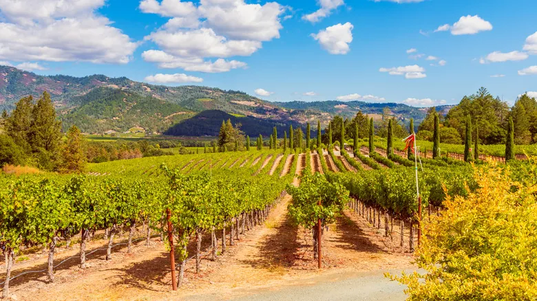 Napa Valley y Sonoma: Un Viaje Imprescindible por los Viñedos de California