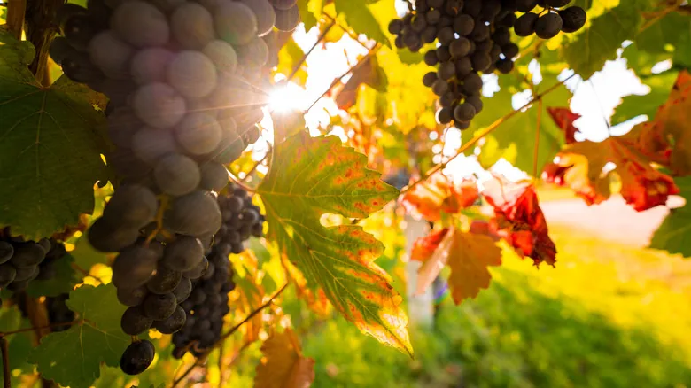 Napa Valley y Sonoma: Un Viaje Imprescindible por los Viñedos de California