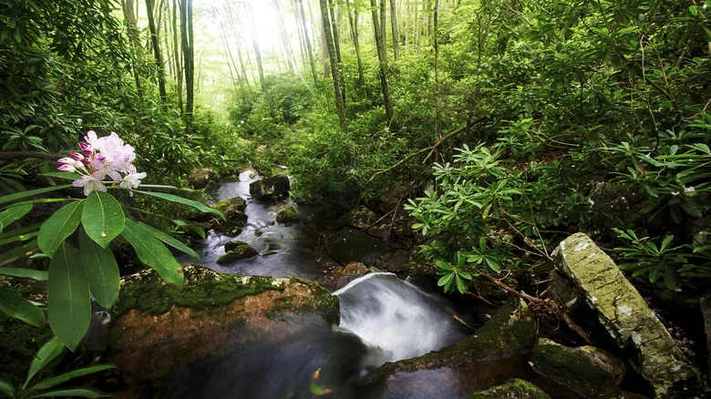 Narrows, Virginia: Un Tesoro Oculto para Aventuras al Aire Libre y el Sendero de los Apalaches