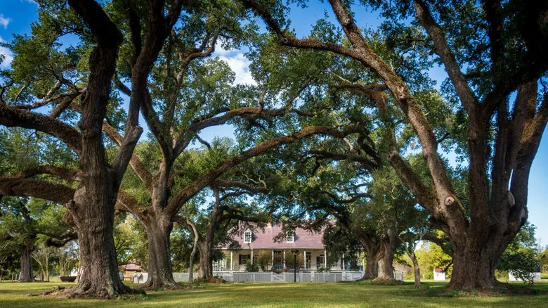 Natchitoches, Luisiana: Un Viaje Inolvidable al Corazón Histórico del Sur de EE. UU.