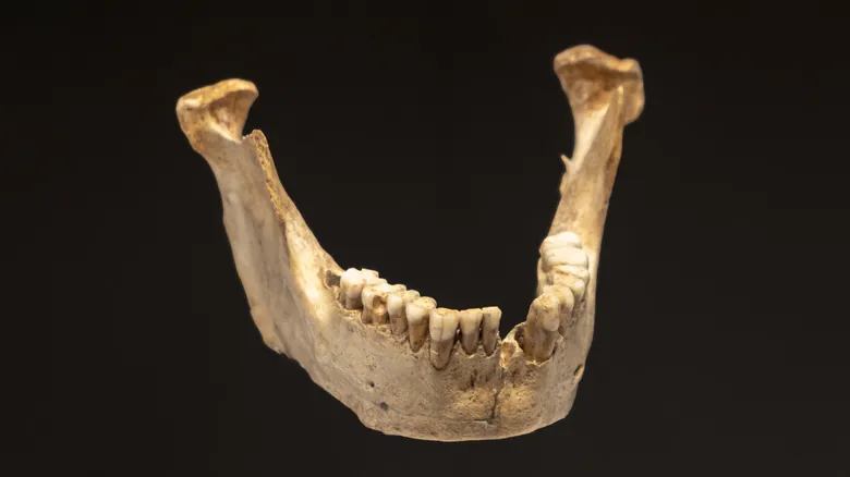 Neandertales Hoy: Un Vistazo Profundo a un Mundo con Múltiples Especies Humanas