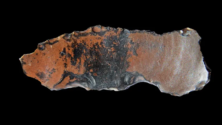 Neandertales Hoy: Un Vistazo Profundo a un Mundo con Múltiples Especies Humanas