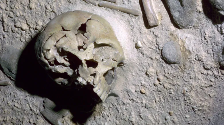 Neandertales Hoy: Un Vistazo Profundo a un Mundo con Múltiples Especies Humanas