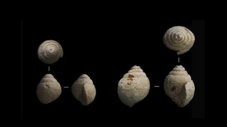 Neandertales: Revelando la Verdad de una Inteligencia Humana Sorprendente