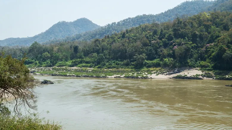 Nuevas Especies de Bagres Gigantes: Un Vistazo a la Biodiversidad Oculta en Asia