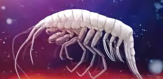 Nuevo depredador aterrador descubierto profundidades oceano