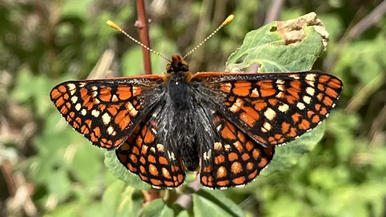 Nuevo México: Un Tesoro de Biodiversidad en Peligro - Especies Emblemáticas Amenazadas