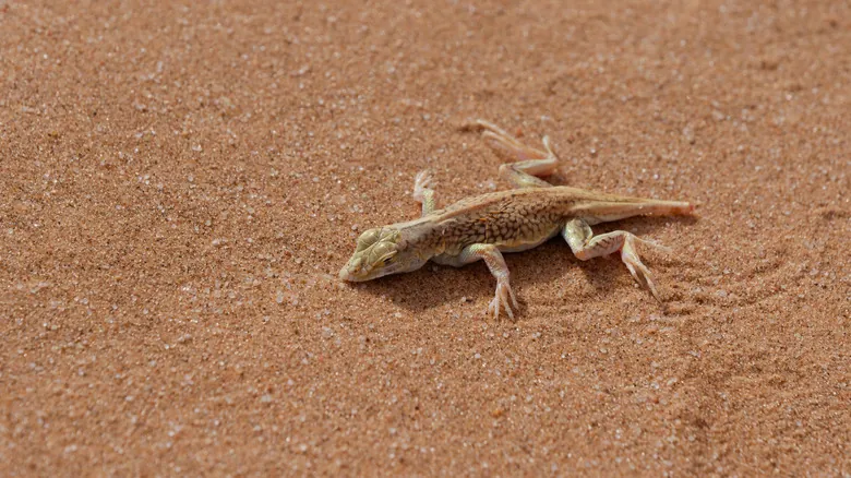 Nuevo México: Un Tesoro de Biodiversidad en Peligro - Especies Emblemáticas Amenazadas