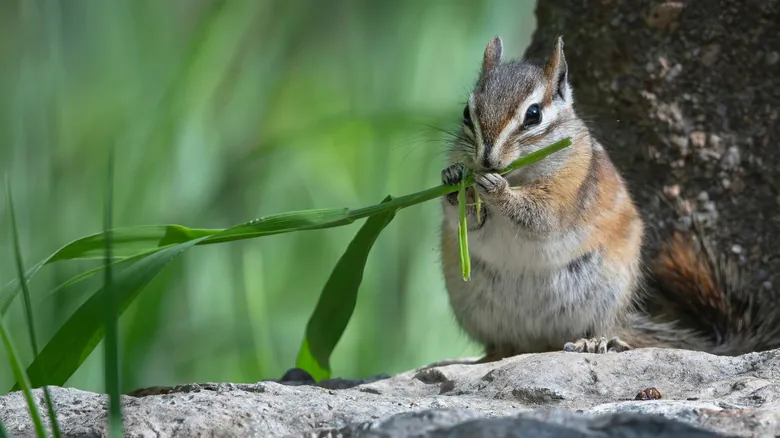 Nuevo México: Un Tesoro de Biodiversidad en Peligro - Especies Emblemáticas Amenazadas