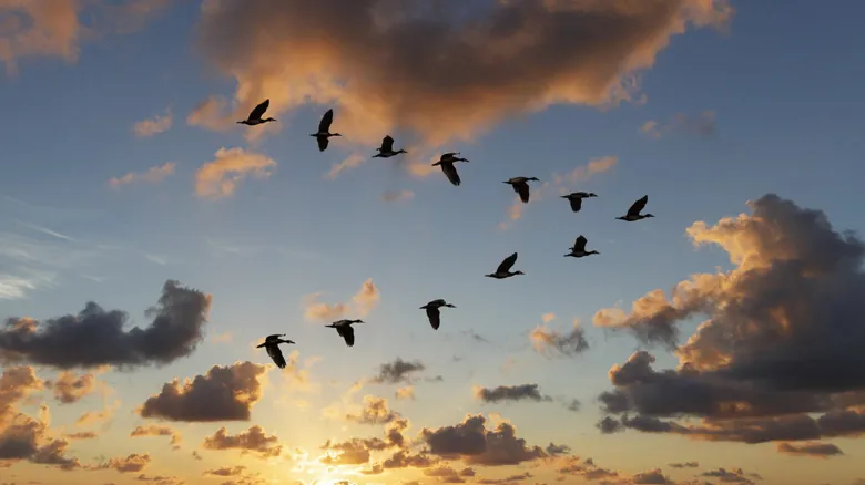 Optimización Aerodinámica Aviar: La Profunda Razón del Vuelo en Formación de 'V' de las Aves