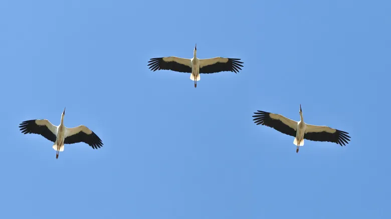 Optimización Aerodinámica Aviar: La Profunda Razón del Vuelo en Formación de 'V' de las Aves