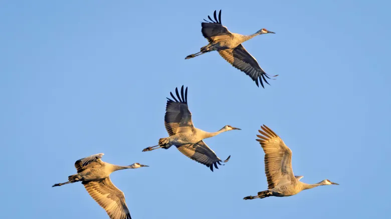 Optimización Aerodinámica Aviar: La Profunda Razón del Vuelo en Formación de 'V' de las Aves