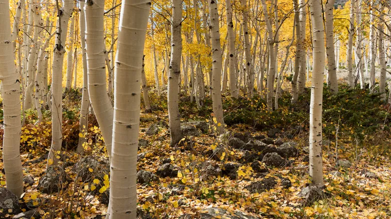 Pando: El Misterio del Organismo Viviente Más Antiguo y Grande del Planeta