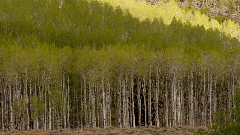 Pando: El Misterio del Organismo Viviente Más Antiguo y Grande del Planeta