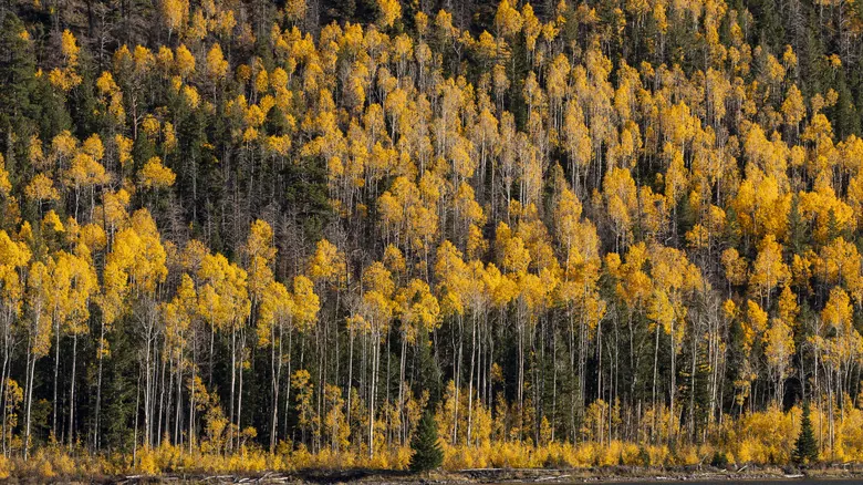 Pando: El Misterio del Organismo Viviente Más Antiguo y Grande del Planeta