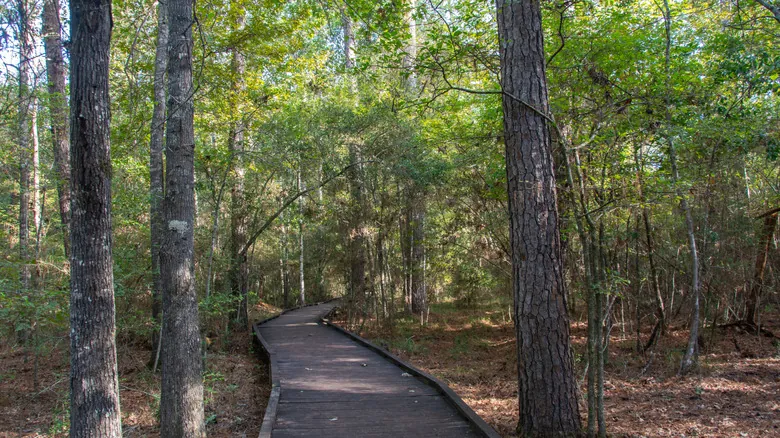 Parque Estatal Lago Livingston: Tu Guía Definitiva para Aventura y Naturaleza en Texas