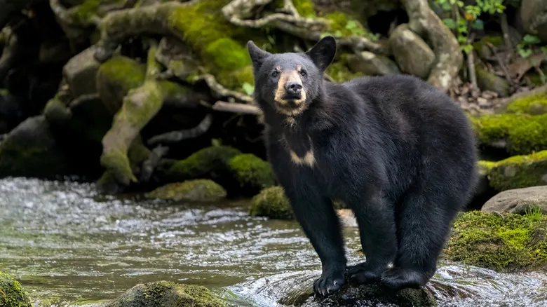 Parque Nacional Great Smoky Mountains: Guía Esencial para Explorar la Naturaleza Apalache