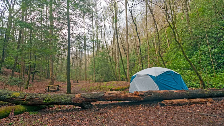 Parque Nacional Great Smoky Mountains: Guía Esencial para Explorar la Naturaleza Apalache