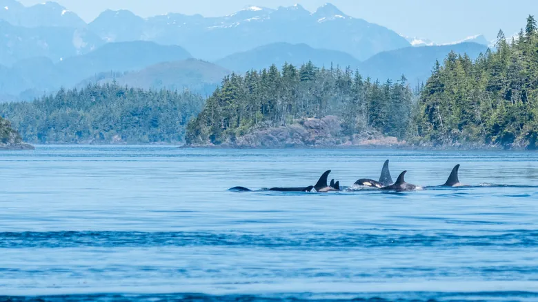 Parque Nacional Islas del Golfo: La Joya Escondida de Canadá sin Multitudes