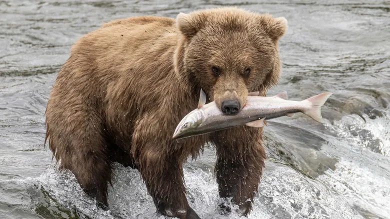 Parque Nacional Lago Clark: Explorando la Indómita Belleza Salvaje de Alaska