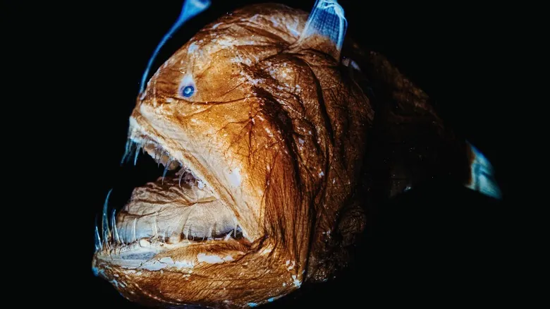 Peces Aterradores: Un Viaje a las Mandíbulas Más Impactantes de las Profundidades Marinas