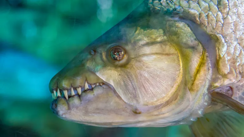 Peces Aterradores: Un Viaje a las Mandíbulas Más Impactantes de las Profundidades Marinas