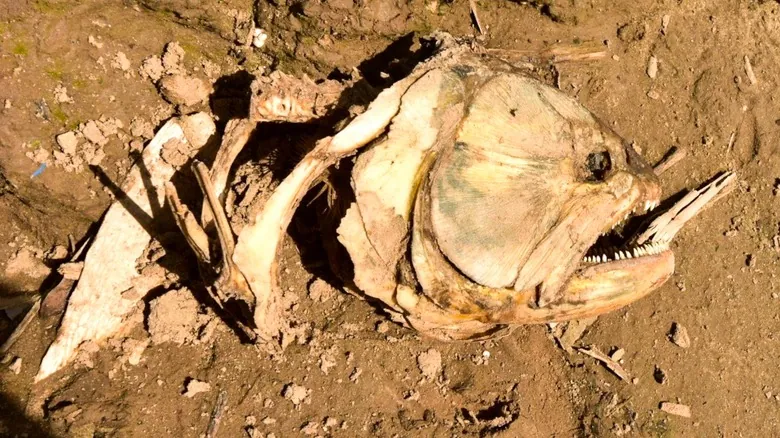 Peces Aterradores: Un Viaje a las Mandíbulas Más Impactantes de las Profundidades Marinas