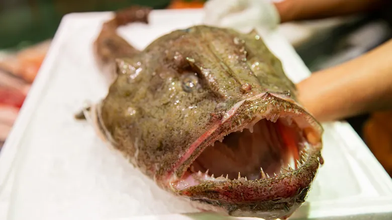 Peces Aterradores: Un Viaje a las Mandíbulas Más Impactantes de las Profundidades Marinas