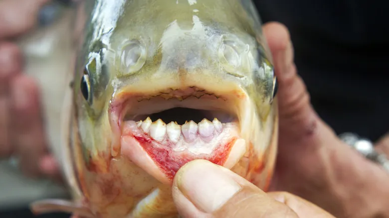 Peces Aterradores: Un Viaje a las Mandíbulas Más Impactantes de las Profundidades Marinas