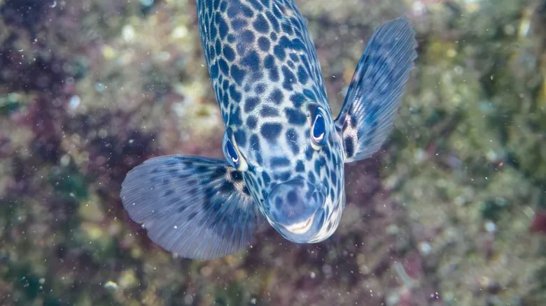 Peces Aterradores: Un Viaje a las Mandíbulas Más Impactantes de las Profundidades Marinas