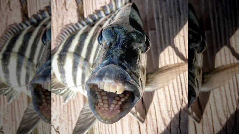 Peces Aterradores: Un Viaje a las Mandíbulas Más Impactantes de las Profundidades Marinas