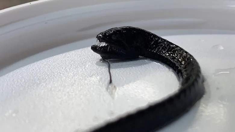 Peces Aterradores: Un Viaje a las Mandíbulas Más Impactantes de las Profundidades Marinas