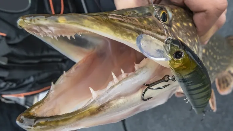 Peces Aterradores: Un Viaje a las Mandíbulas Más Impactantes de las Profundidades Marinas