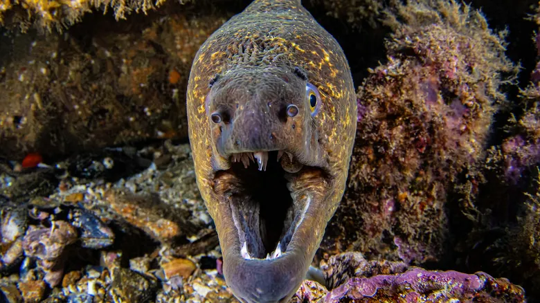Peces Aterradores: Un Viaje a las Mandíbulas Más Impactantes de las Profundidades Marinas
