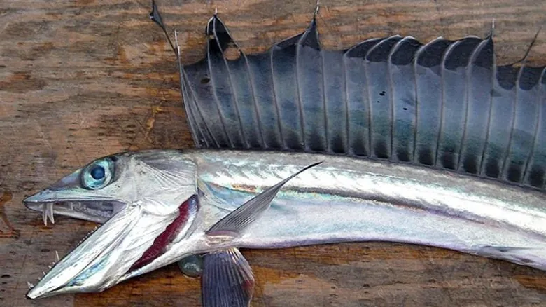 Peces Aterradores: Un Viaje a las Mandíbulas Más Impactantes de las Profundidades Marinas