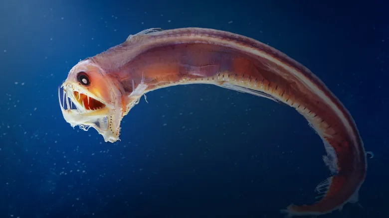 Peces Aterradores: Un Viaje a las Mandíbulas Más Impactantes de las Profundidades Marinas