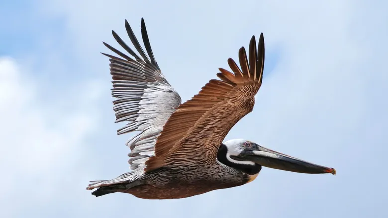 Pelican Island: Cuna de la Conservación y Santuario de Biodiversidad en Florida