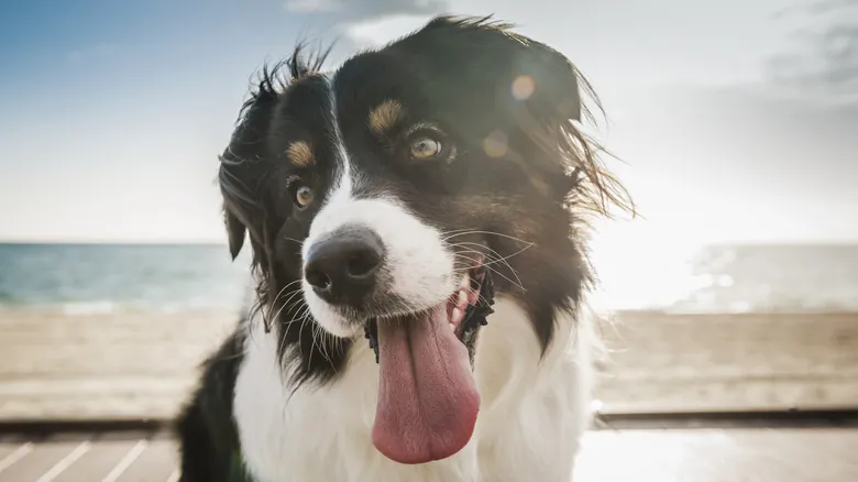 Percepción Social Canina: La Sorprendente Habilidad de tu Perro para Entender tu Mundo