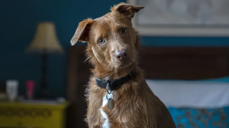 Percepción Social Canina: La Sorprendente Habilidad de tu Perro para Entender tu Mundo