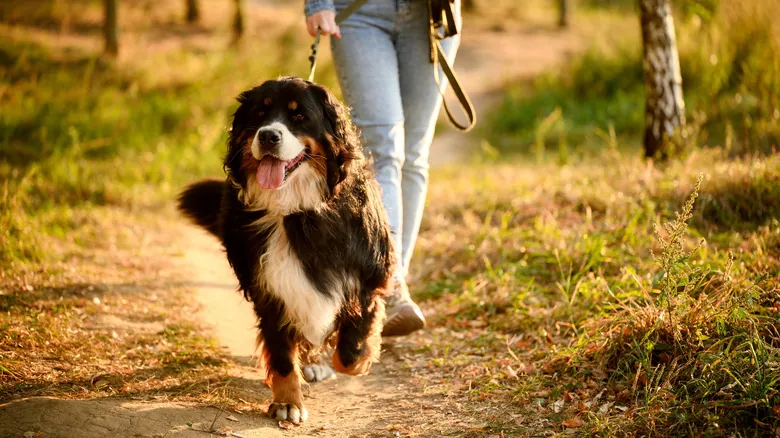 Percepción Social Canina: La Sorprendente Habilidad de tu Perro para Entender tu Mundo