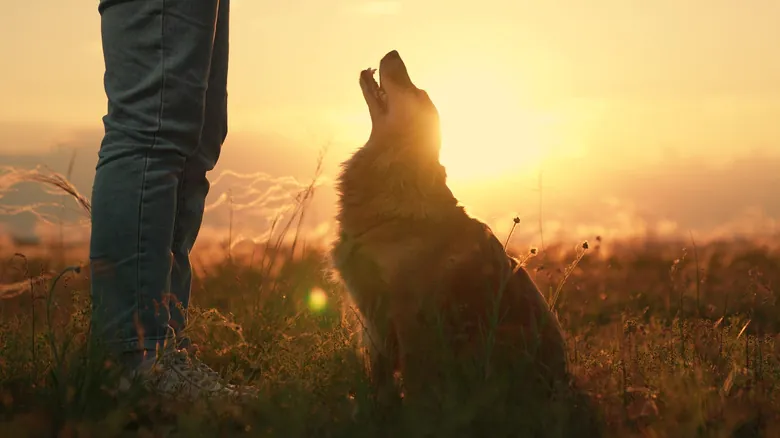Peste Bubónica: Guía de Prevención Esencial para Viajeros y Mascotas en el Suroeste de EE. UU.