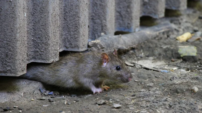 Peste Bubónica: Guía de Prevención Esencial para Viajeros y Mascotas en el Suroeste de EE. UU.