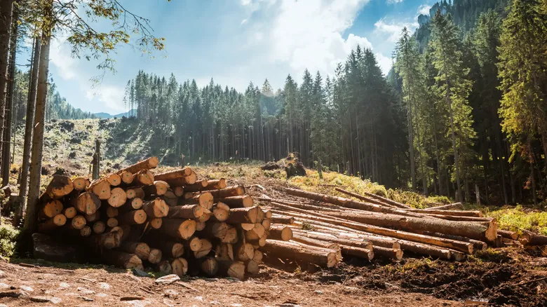 Pino en tu Estufa de Leña Moderna: Desmintiendo Mitos y Garantizando una Quema Segura y Eficiente
