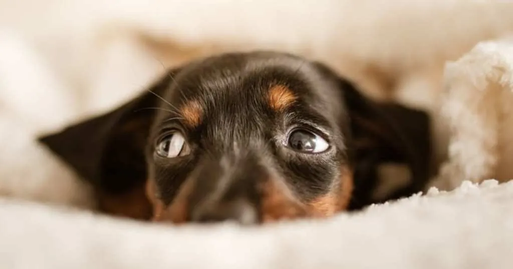 ¿Por Qué los Perros Rascan y Escarban Su Cama? Orígenes y Explicaciones