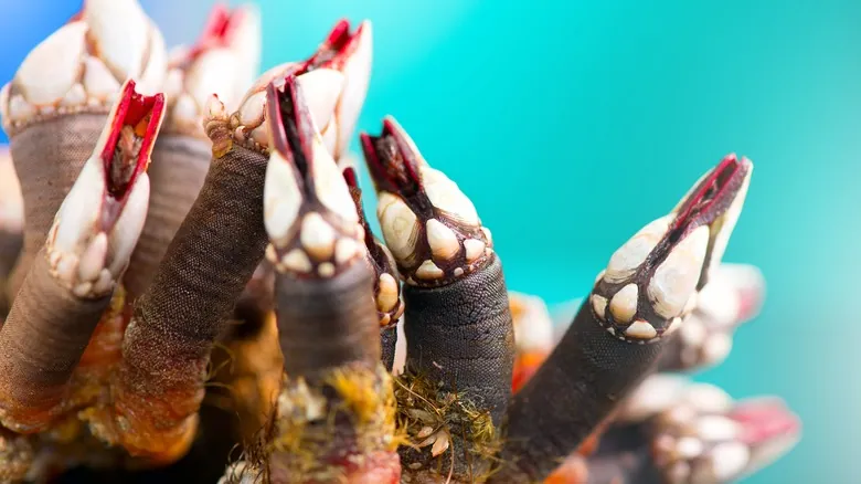 Portugal: Encanto Atlántico y el Exquisito Secreto de los Percebes, un Manjar Culinario