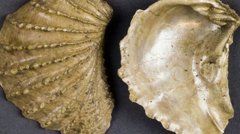 Pterotrigonia Thoracica: El Fósil Estatal de Tennessee y su Legado en la Historia Geológica