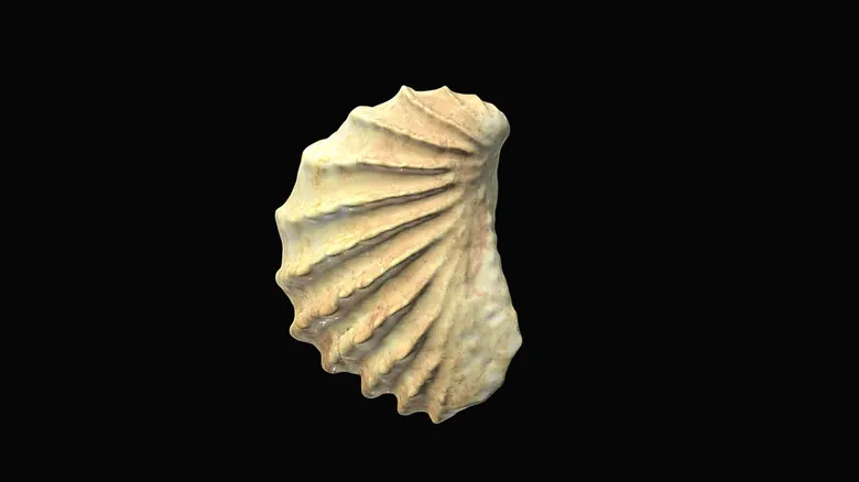 Pterotrigonia Thoracica: El Fósil Estatal de Tennessee y su Legado en la Historia Geológica