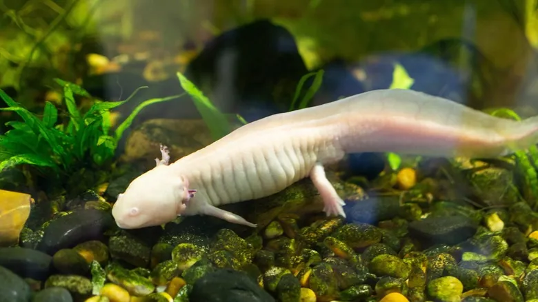 ¿Pueden los Peces Ahogarse o Asfixiarse en el Agua? La Sorprendente Verdad