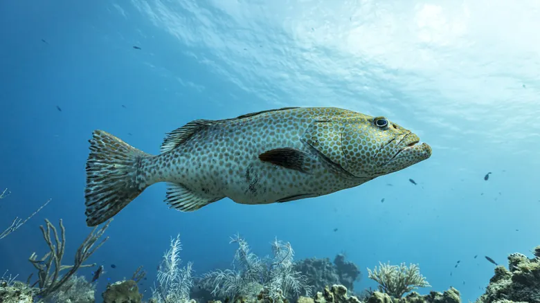 ¿Pueden los Peces Ahogarse o Asfixiarse en el Agua? La Sorprendente Verdad