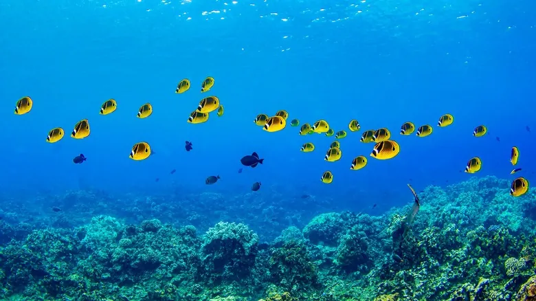 ¿Pueden los Peces Ahogarse o Asfixiarse en el Agua? La Sorprendente Verdad